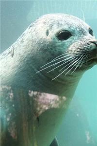 Seals (Journal / Notebook)