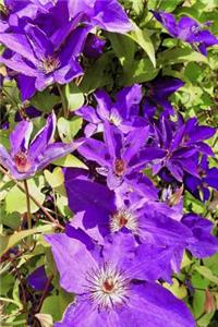 Purple Clematis Flowers Journal