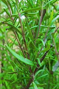 2020 Weekly Planner Garden Herbs Rosemary Bushes 134 Pages