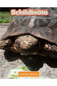 Schildkröte
