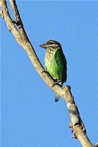 New World Barbet Journal