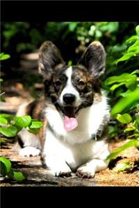 Corgi Notebook