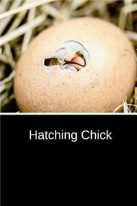 Hatching Chick