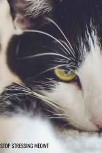 Stop Stressing Meowt
