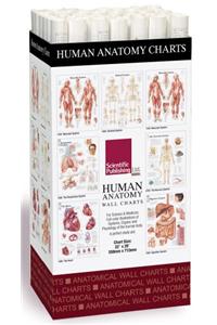 Human Anatomy Charts -- 48 Chart Merchandiser