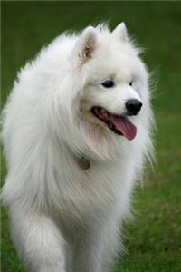 Samoyed