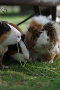 A Bunch of Guinea Pigs Playing in the Grass Journal