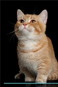 Munchkin Cat Affirmations Workbook Munchkin Cat Presents