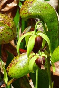 Carnivorous Pitcher Plant, for the Love of Nature