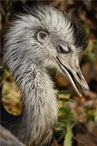 Common Rhea Bird Journal