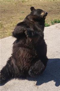 Seated Brown Bear Trying a Yoga Pose Journal