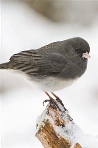 Dark Eyed Junco Bird Sitting on a Tree Top Journal