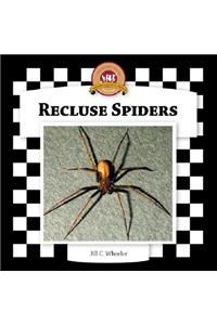 Recluse Spiders