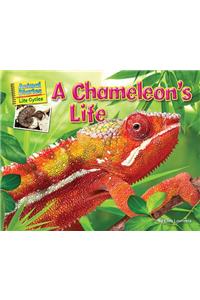 A Chameleon's Life