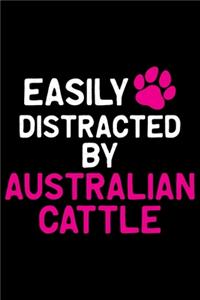 Easily Distracted by Australian Cattle