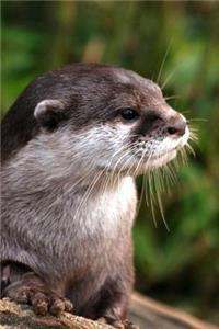 Otter Notebook