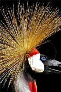 Grey Crowned Crane Profile Journal