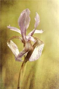 Purple Iris - Blank Notebook