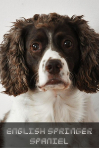 English Springer Spaniel