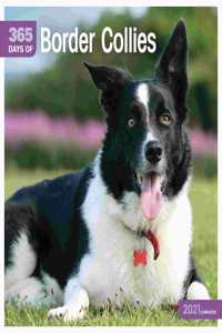 BORDER COLLIES 365 DAYS SQUARE WALL CALE