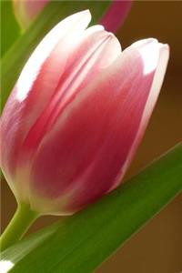 Single Pink and White Tulip Flower Journal