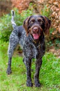 German Wirehaired Pointer