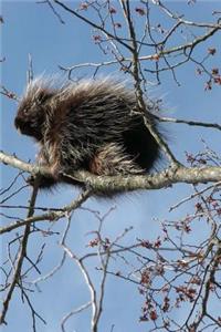 Cutest Baby Porcupine Animal Journal