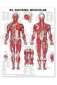 The Muscular System Anatomical Chart in Spanish (El Sistema Muscular)
