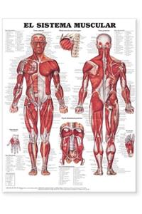 Muscular System Anatomical Chart in Spanish (El Sistema Muscular)