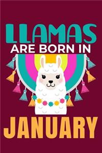 Llamas Are Born in January: Blank Lined Journal