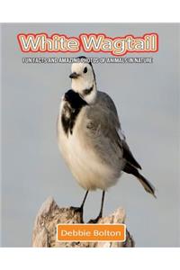 White Wagtail: Fun Facts and Amazing Photos of Animals in Nature