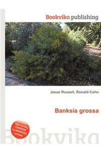 Banksia Grossa