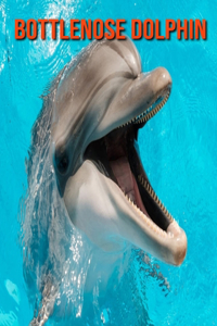 Bottlenose Dolphin