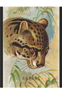 Ocelot