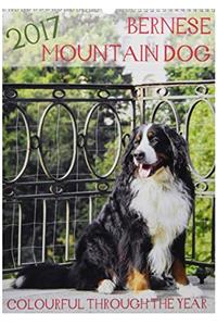 Bernese Mountain Dog - Colourful Through the Year 2017
