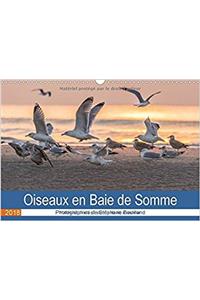 Oiseaux en Baie de Somme 2018