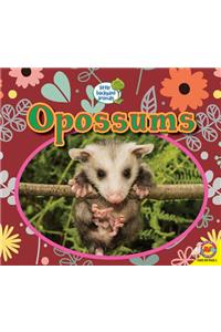 Opossums