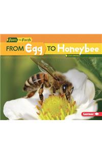 From Egg to Honeybee
