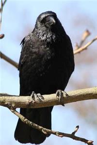 Raven on a Branch Bird Journal
