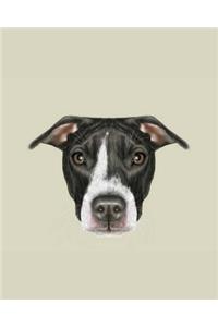 Pit Bull