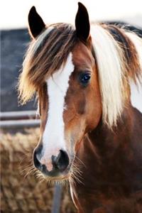 Skewbald Pony is Looking at You Horse Journal