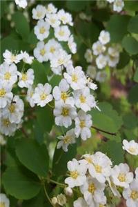 Journal Summer White Blooms