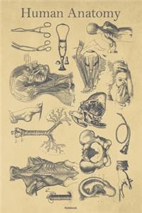Human Anatomy Notebook