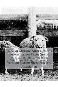 Spanish Merino Sheep