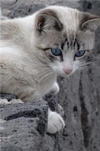 Blue-Eyed Cat on a Wall Journal