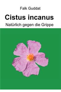 Cistus incanus