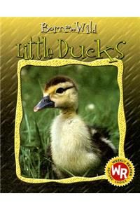 Little Ducks