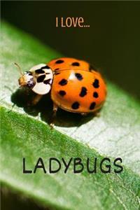 I Love Ladybugs