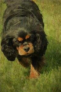 King Charles Spaniel