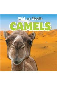 Camels